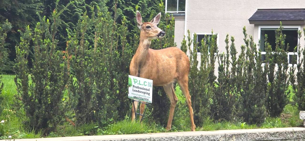 A deer beside a PLC Professional Landscaping lawn sign