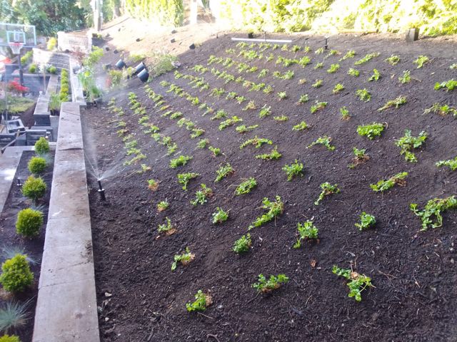PLC Landscaping project photo