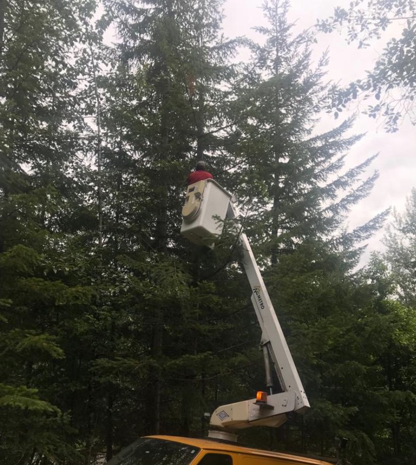 Tree trimming crew working from a bucket truck