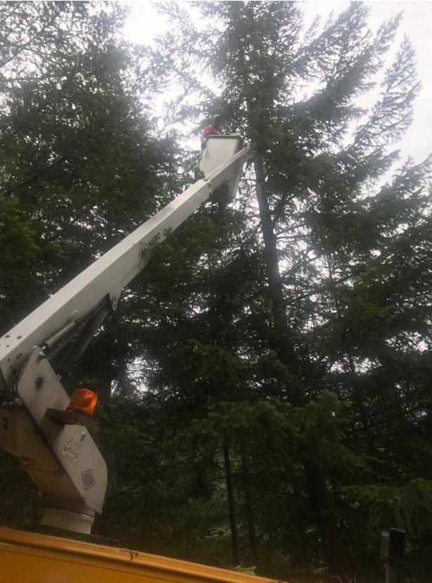 Pruning a tall conifer from a bucket truck